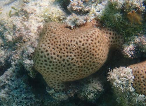 Lesser Starlet Coral
