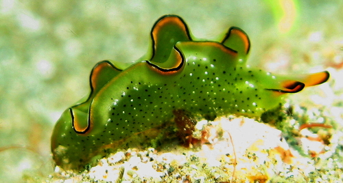 Ornate sap-sucking slug