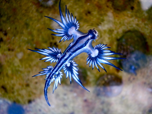 Sea Swallow