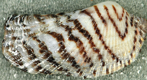Turkey Wing