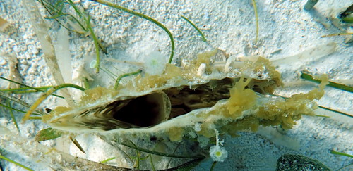 Amber Pen Shell