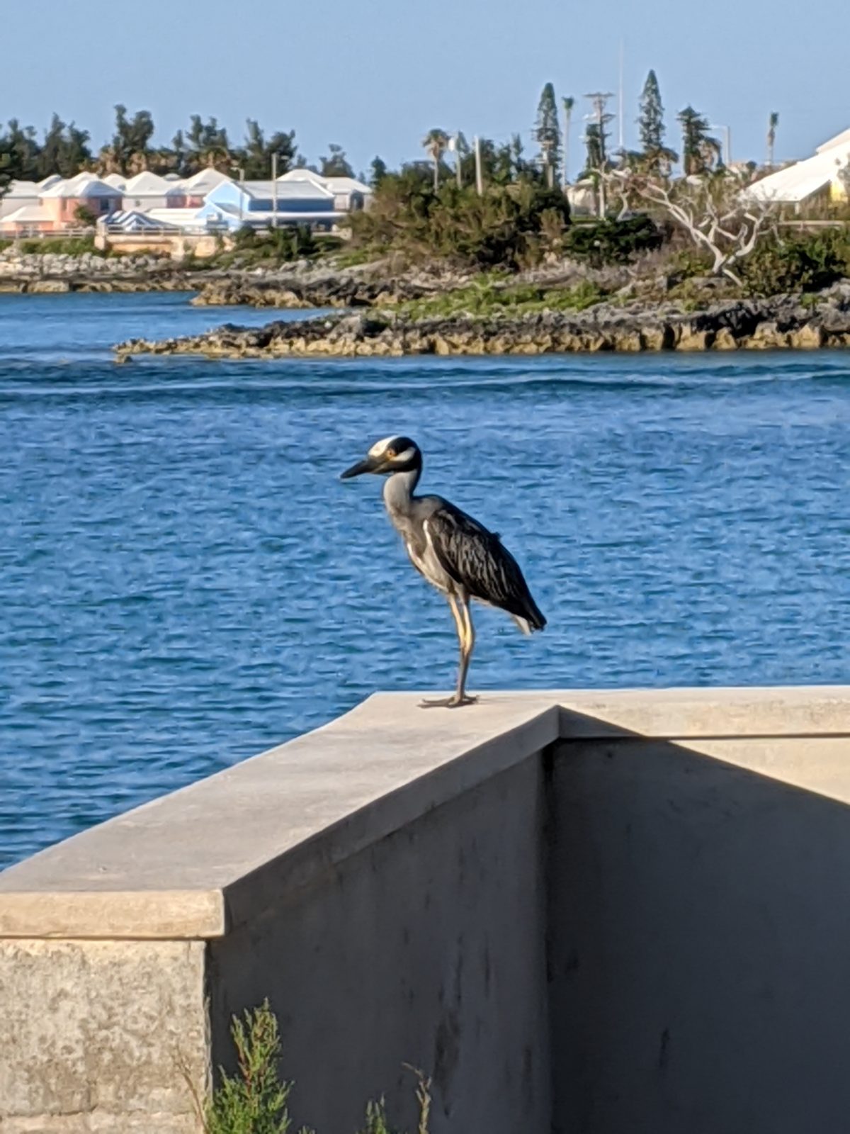 Yellow-crowned night-heron