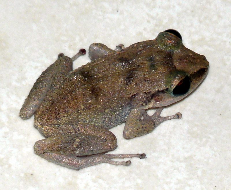 Jamaican whistling frog