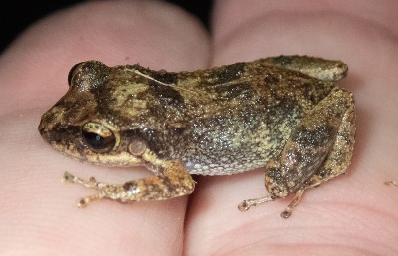 Whistling frog