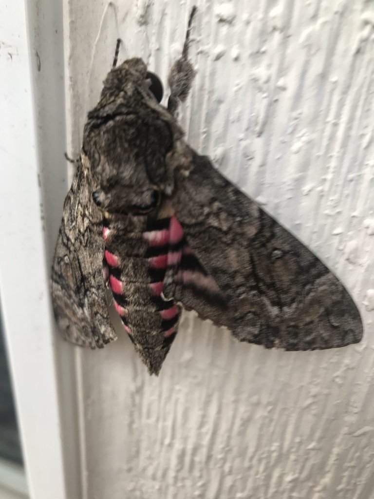 Pink-spotted hawkmoth