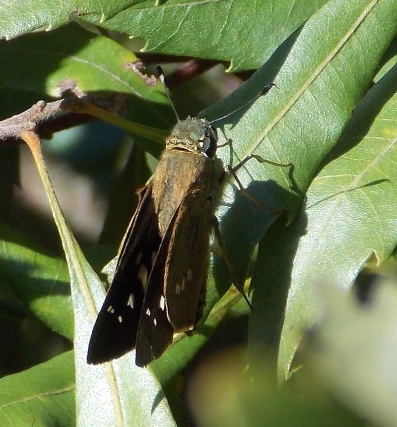 Brazilian (canna) skipper