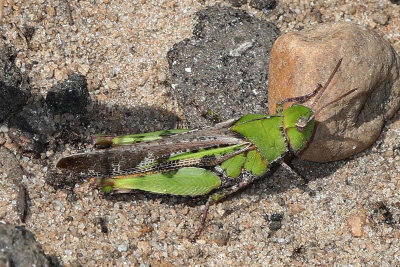 Southern green-striped grasshopper
