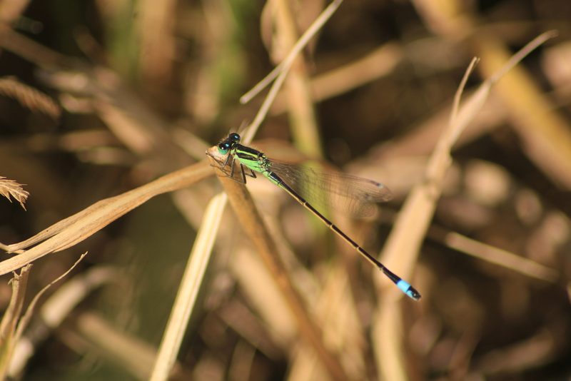 Rambur's forktail