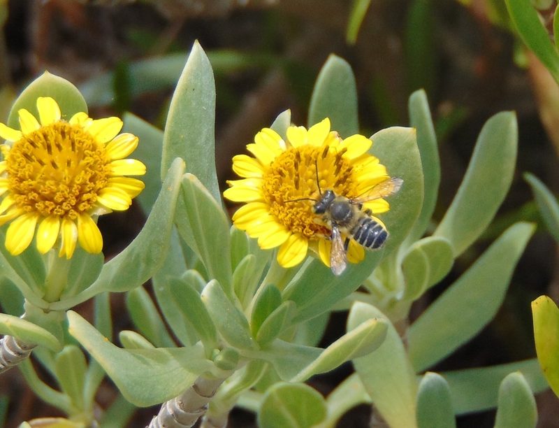 Leafcutter bee