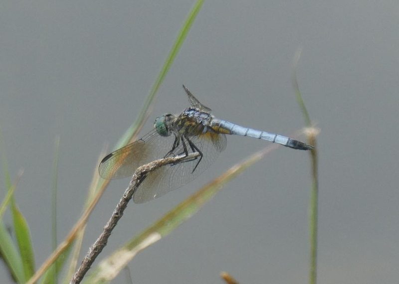 Blue dasher