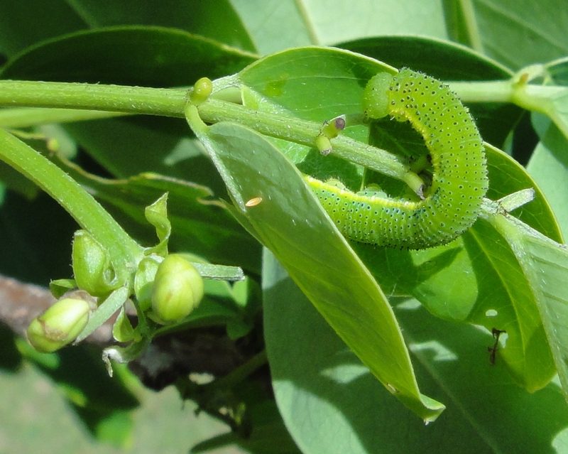 Cloudless sulphur
