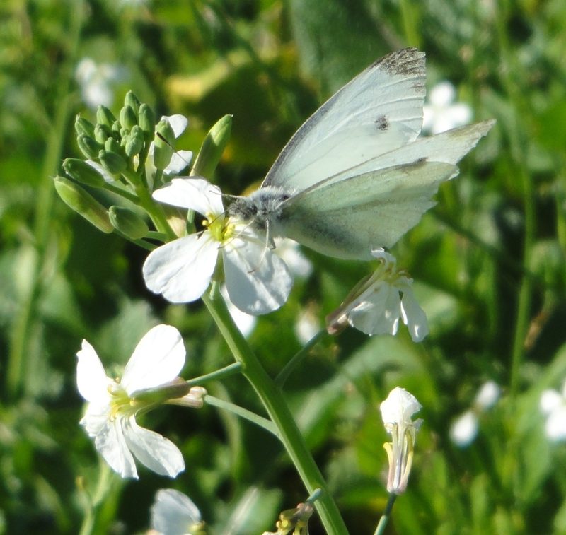 Cabbage white