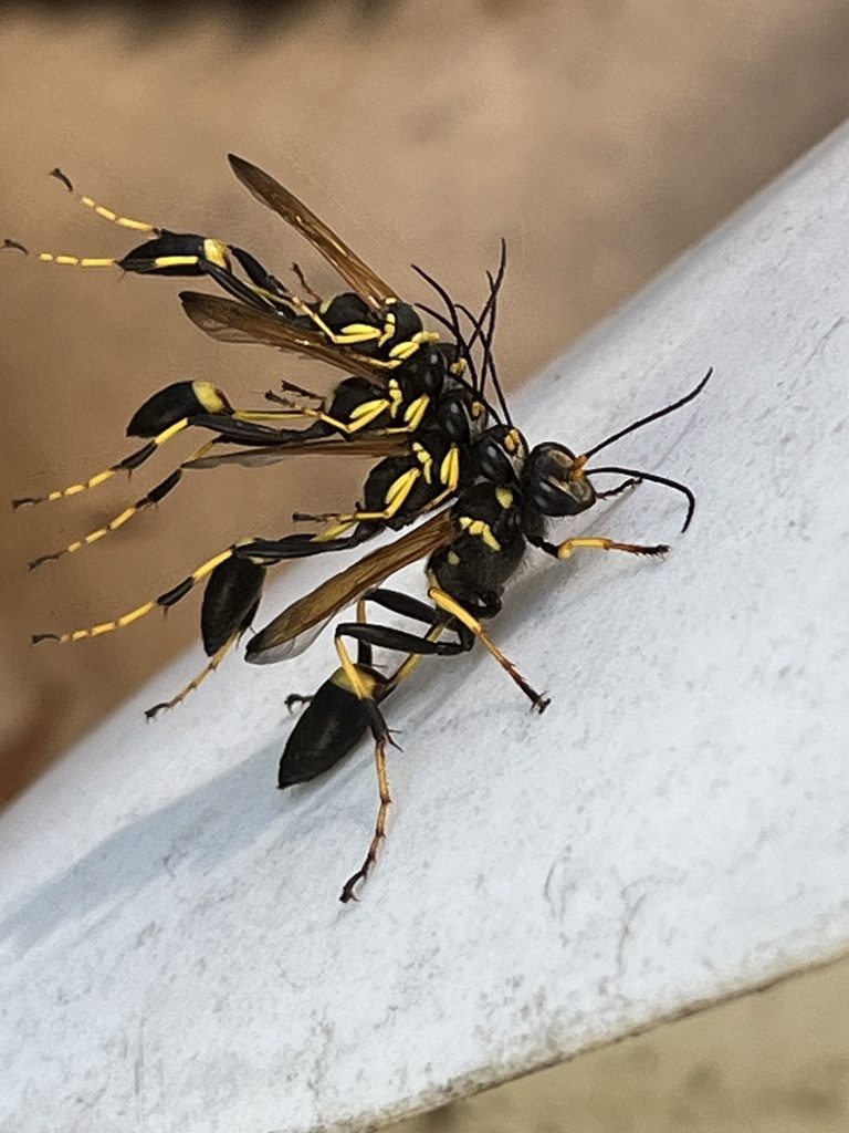 Mud-dauber wasp