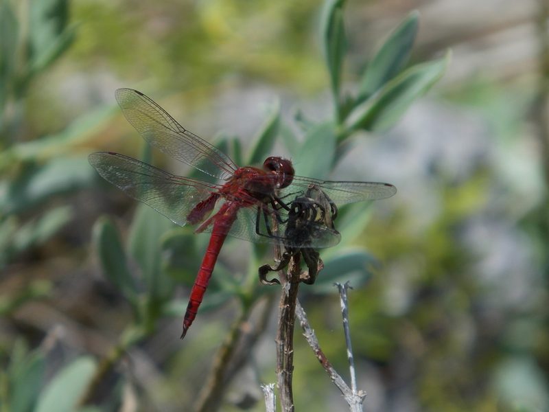 Vermilion saddlebags