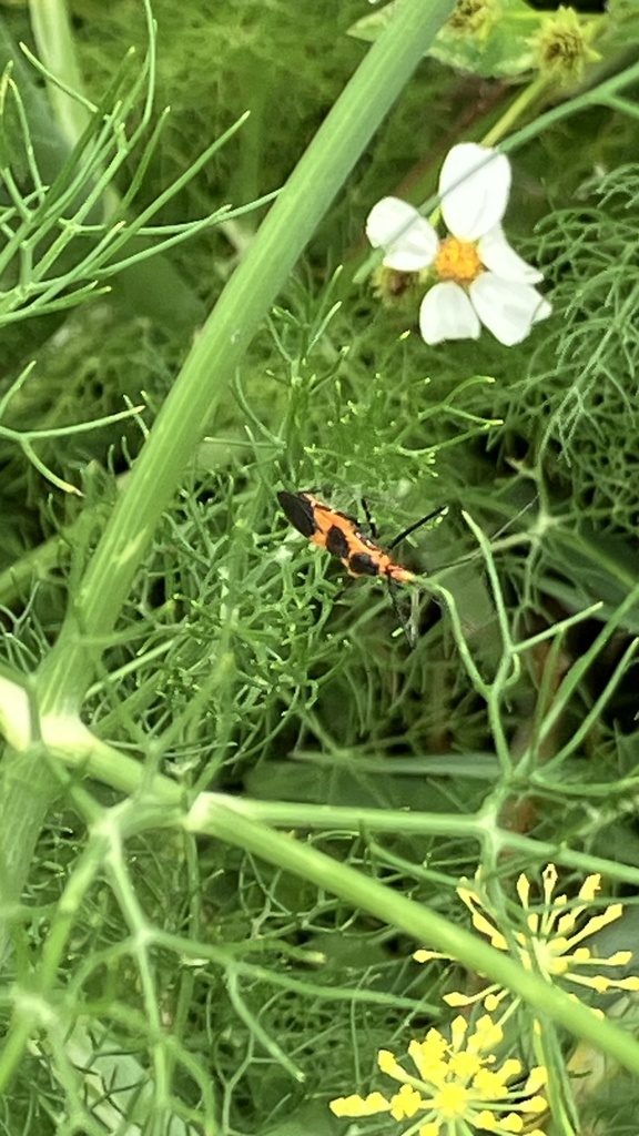 Milkweed assassin bug