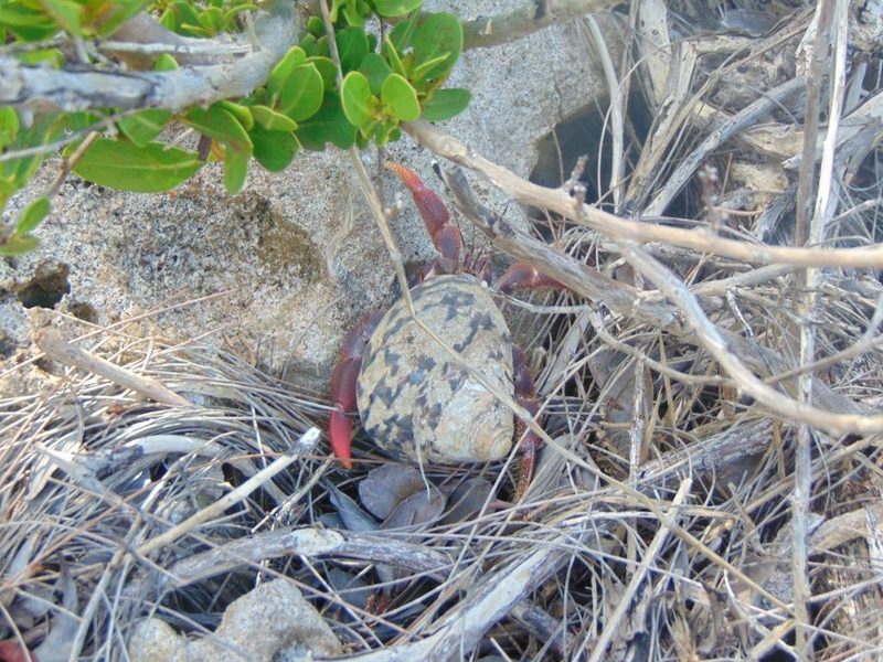 Land hermit crab