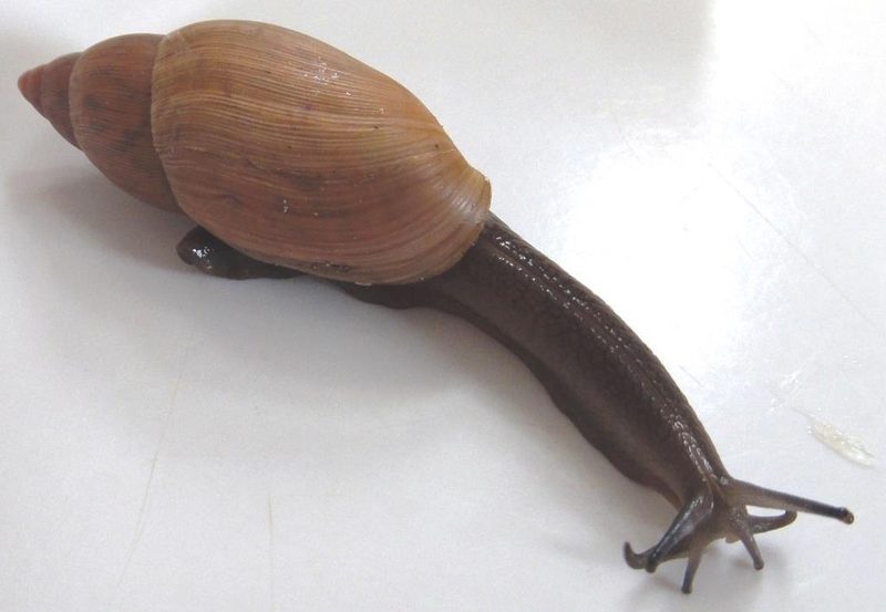 Rosy wolf snail