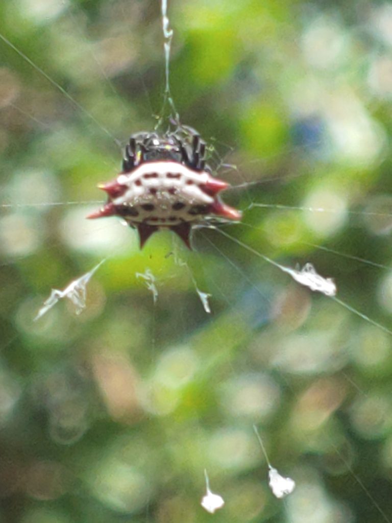 Spiny orb-weaver (crab spider)