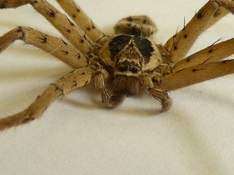 Huntsman spider