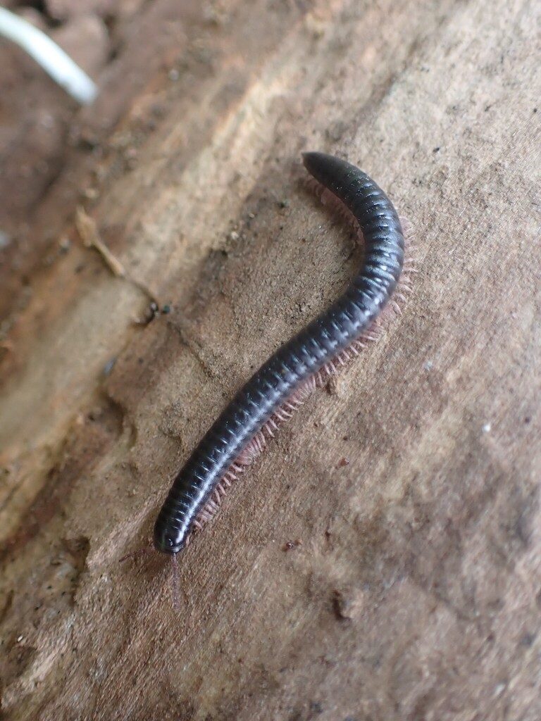 Portuguese millipede