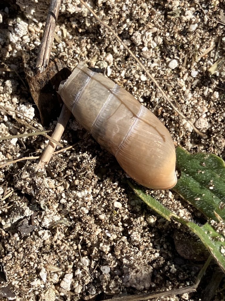 Decollate snail