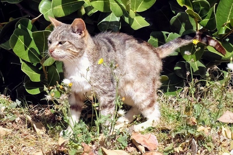 Feral cat