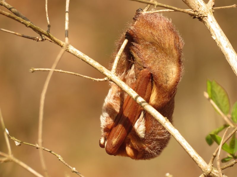 Eastern red bat