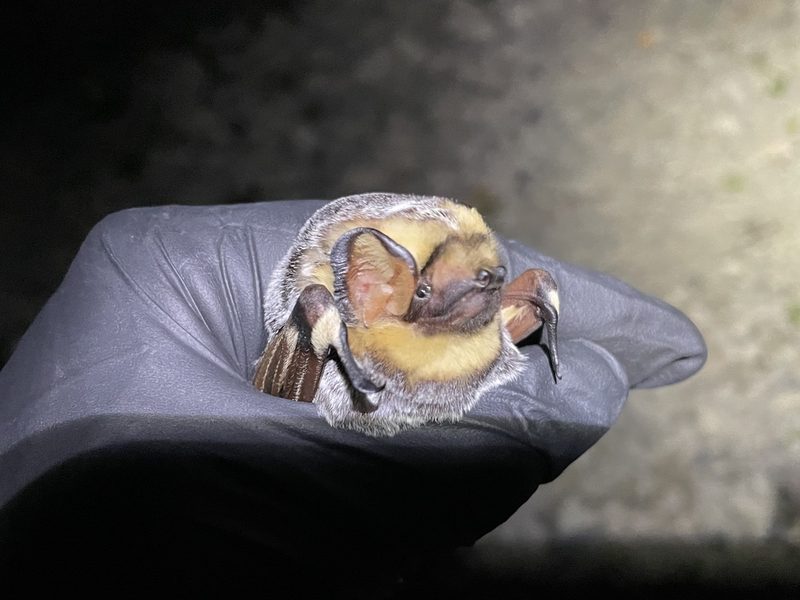 Hoary bat