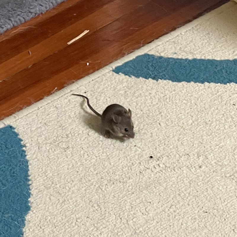House mouse
