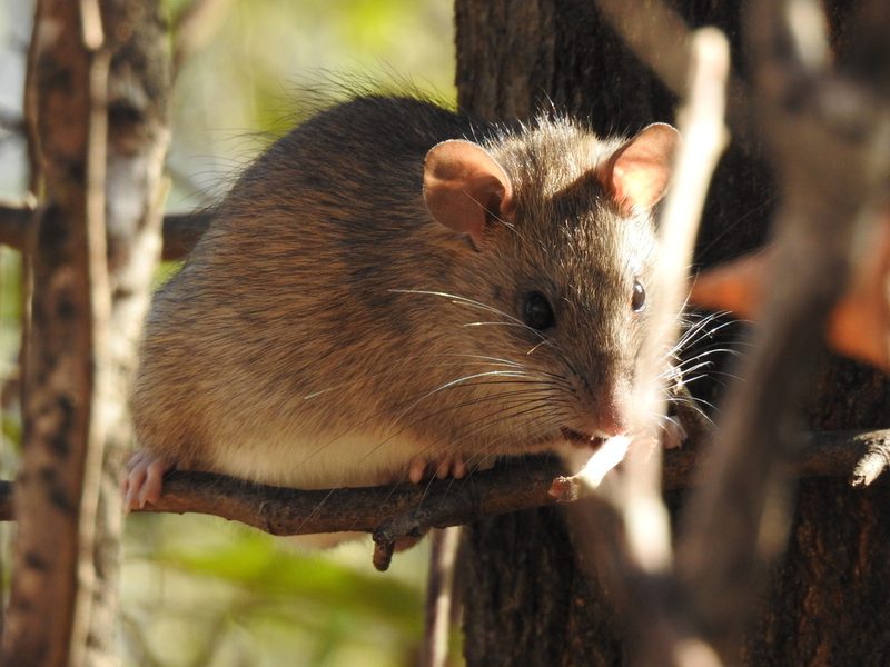 Black rat