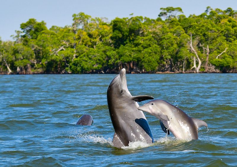 Bottlenose dolphin