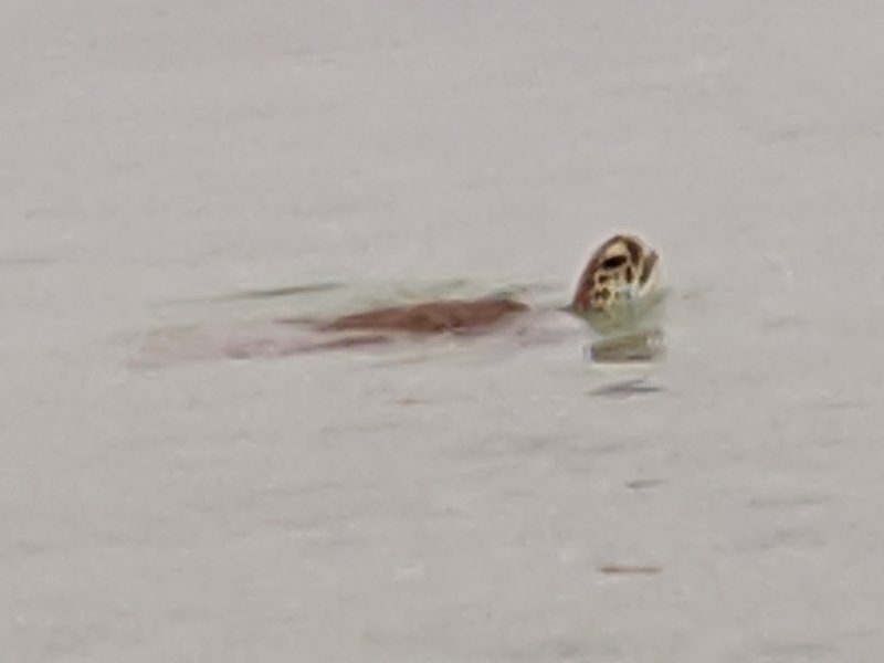 Green turtle