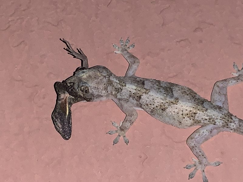 Tropical house gecko