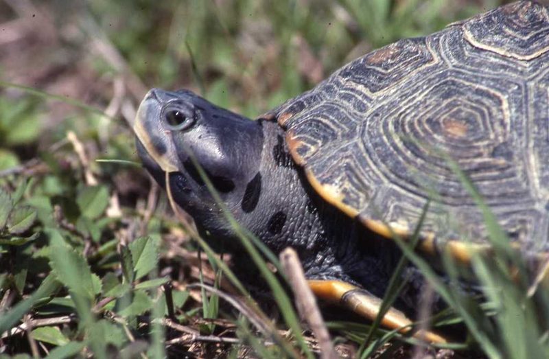 Diamondback terrapin