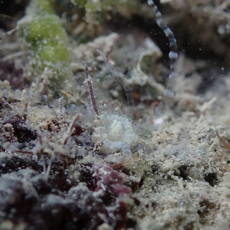 Corkscrew anemone