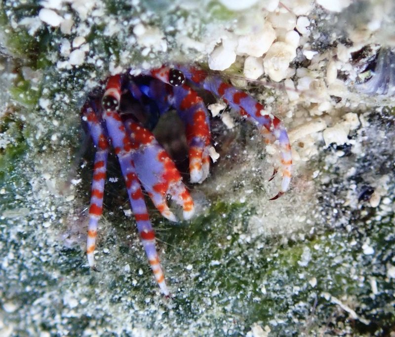 Verrill's hermit crab