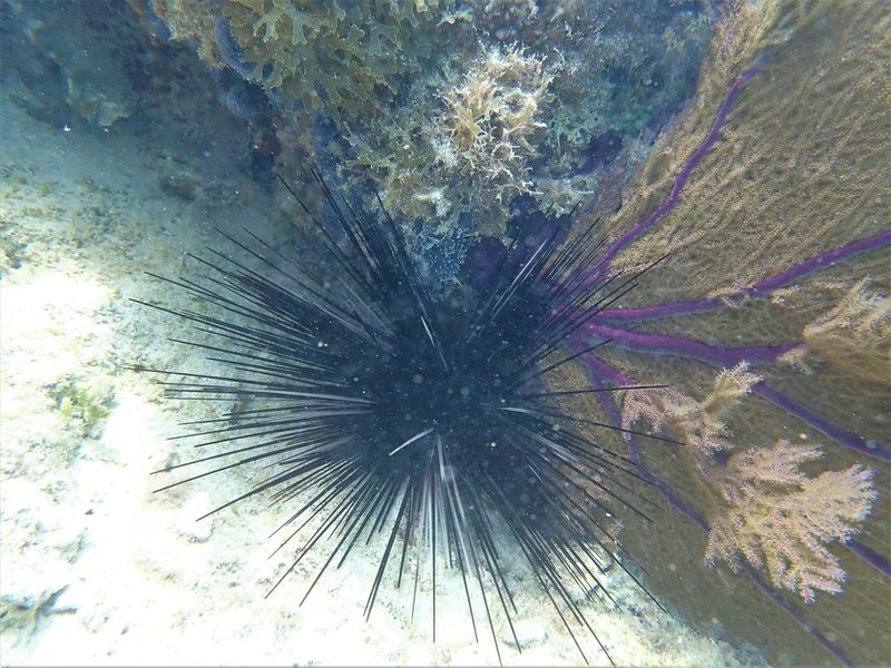 Long-spined sea urchin