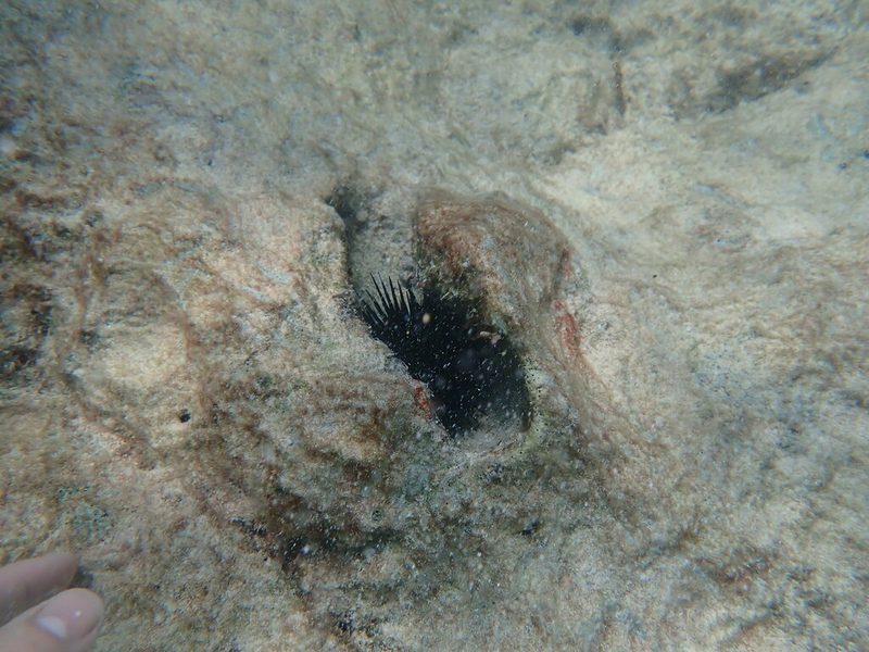 Rock-boring urchin