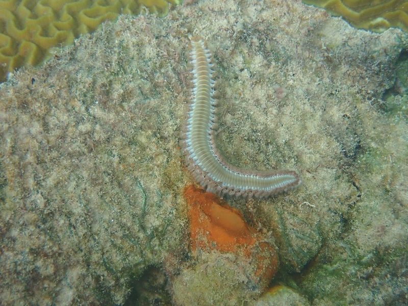 Bearded fireworm