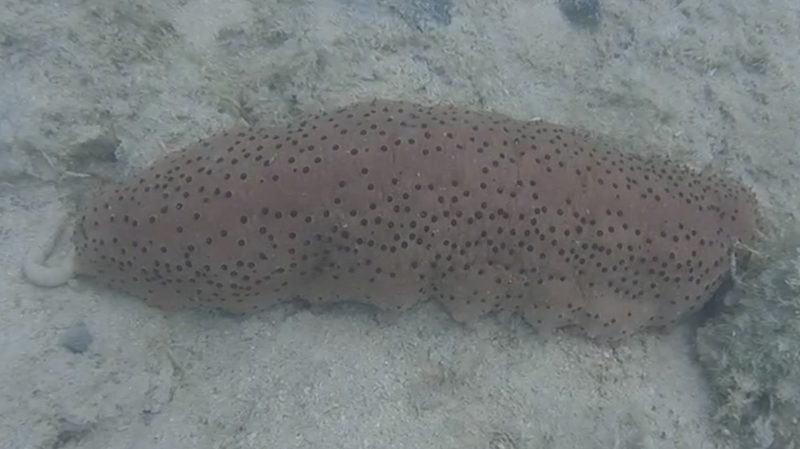 Four-sided sea cucumber