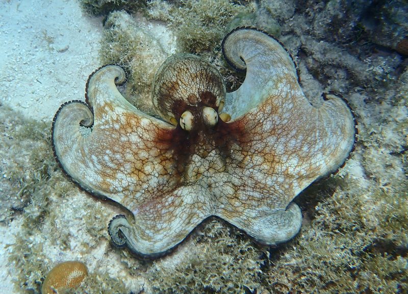Reef octopus