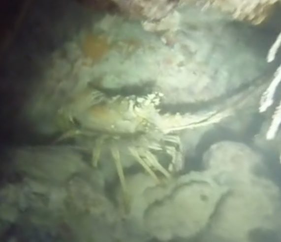 Caribbean spiny lobster