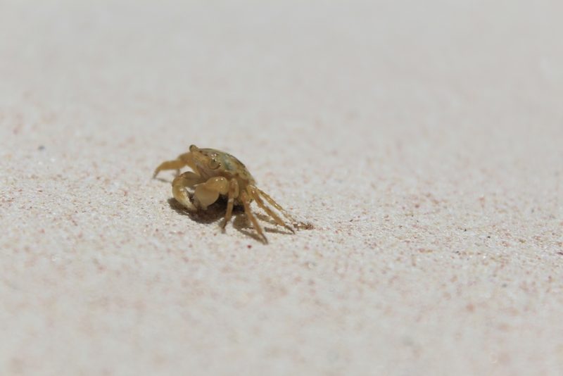 Gulfweed crab