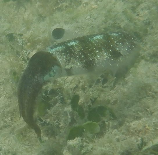 Caribbean reef squid