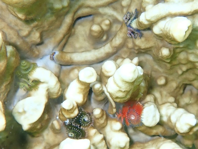 Christmas tree worm
